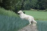 GOLDEN RETRIEVER 684